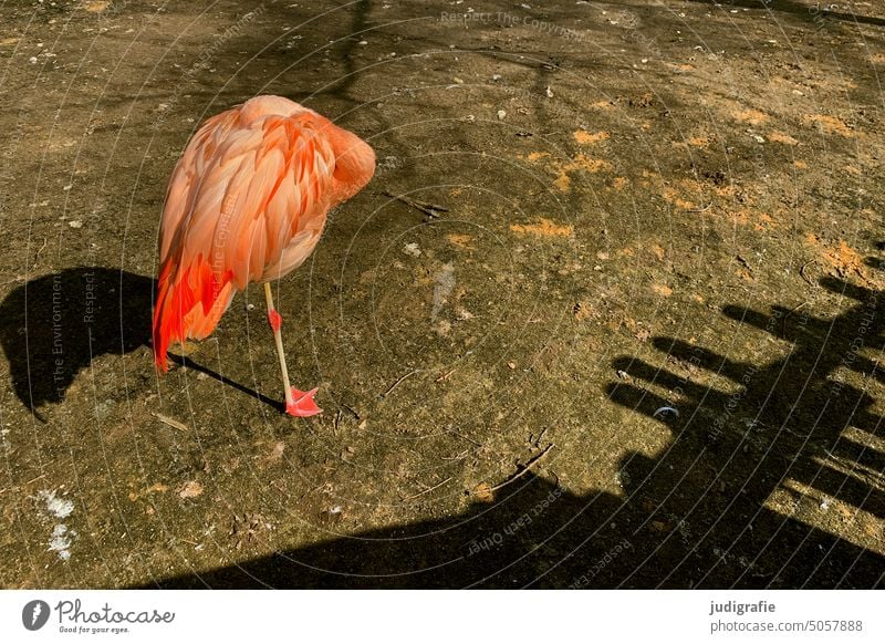 Flamingo Vogel Tier rosa Wildtier Zoo exotisch Feder Tierporträt schön Licht Schatten schlafen schlafend Bein einbeinig seltsam kopflos Scham