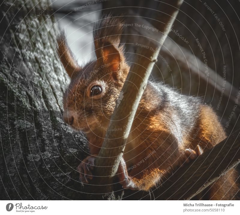 Eichhörnchen im Baum Sciurus vulgaris Tiergesicht Kopf Auge Nase Ohr Maul Krallen Pfote Fell Nagetiere Wildtier Natur Sonnenlicht Schönes Wetter schlafen