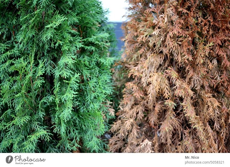 zweifarbiger lebensbaum Immergrün Pflanze thuya Hecke Lebensbaum Garten kleingarten schrebergarten vertrocknet braun kleingartenkolonie sichtschutz Begrenzung