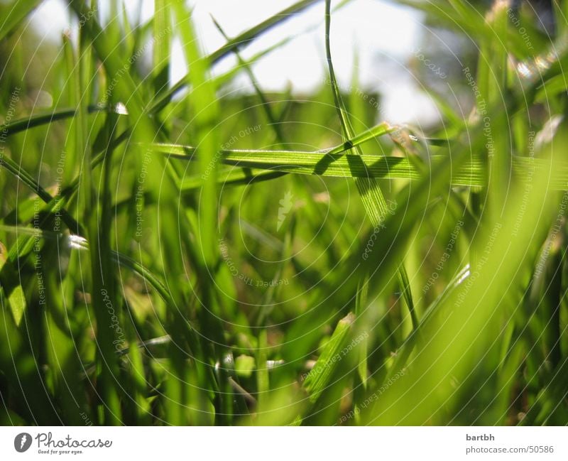 grünes Gras grass Natur