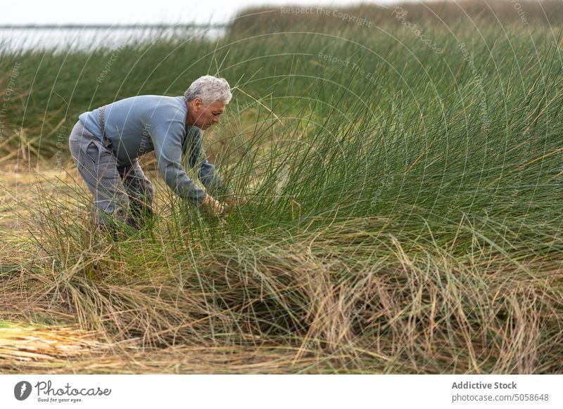 Hispanischer Mann pflückt Gras auf einem Feld Landwirt pflücken See Ufer Landschaft abholen Pflanze männlich reif Lebensmitte hispanisch ethnisch lässig