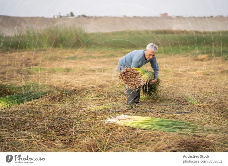 Hispanischer Mann pflückt Gras auf einem Feld Landwirt pflücken Landschaft abholen Pflanze männlich reif Lebensmitte hispanisch ethnisch lässig graues Haar