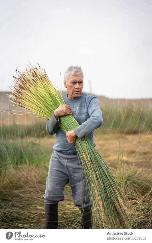 Hispanischer Mann pflückt Gras auf einem Feld Landwirt pflücken Landschaft abholen Pflanze männlich reif Lebensmitte hispanisch ethnisch lässig graues Haar