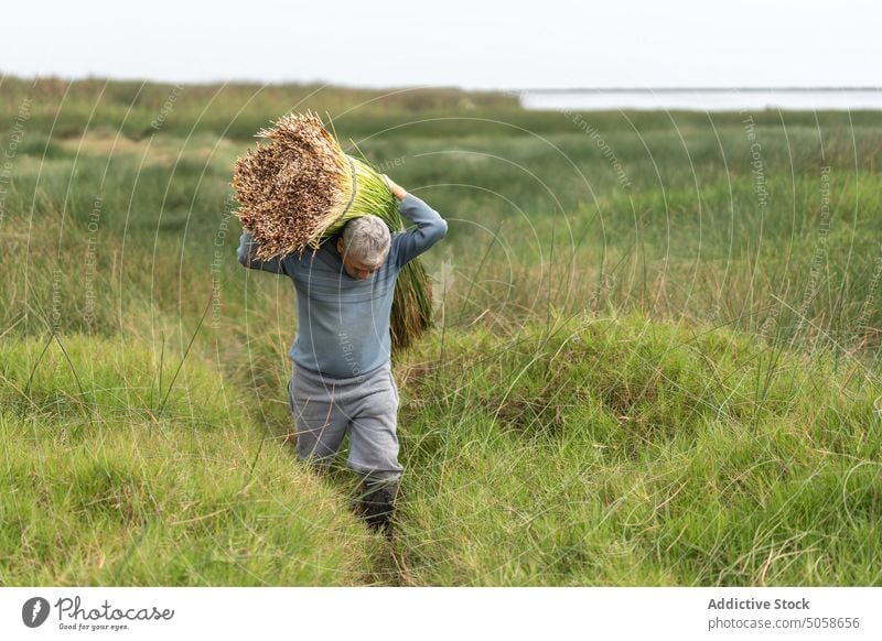 Älterer Bauer mit Grasbüschel Mann führen Feld Haufen Spaziergang Landwirt Arbeit Sommer Landschaft männlich reif Lebensmitte ländlich Wochenende grün natürlich