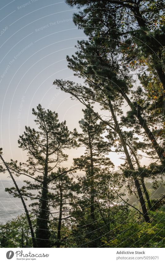 Kiefern gegen den Himmel bei Sonnenuntergang am Meeresufer Baum MEER Ufer Wolkenloser Himmel Abend Natur Buchse üppig (Wuchs) Alkolea-Strand mutriku gipuzkoa