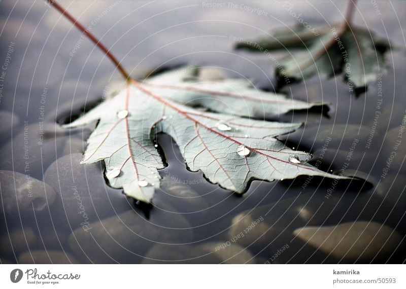 ahornblatt Blatt Ahorn Baum Stimmung Wassertropfen Gefäße Herbst maple leaf tree mood Stein stone stones water watertrop fallen autumn