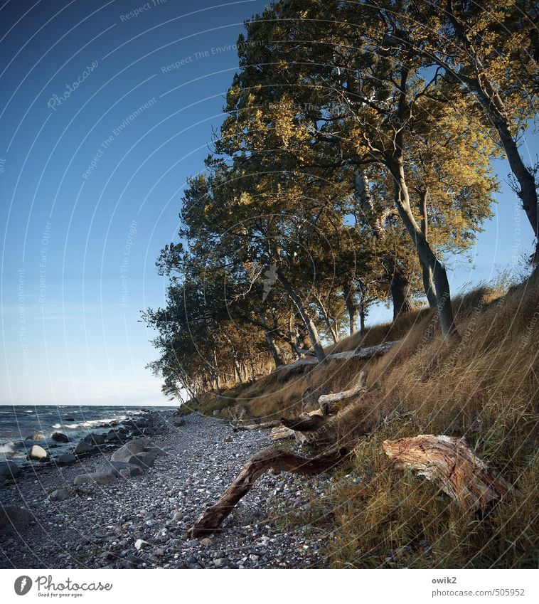 Inseldasein Umwelt Natur Landschaft Pflanze Wasser Wolkenloser Himmel Horizont Klima Wetter Schönes Wetter Baum Gras Sträucher Wellen Küste Strand Stein Fehmarn