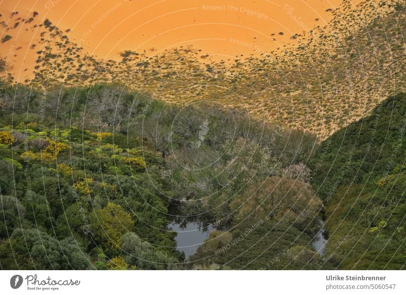 Kleine Oase in der Düne von Torre dei Corsari, Sardinien Wasserstelle Wüste Sand Wald Sonne heiß Wärme Natur Menschenleer trocken nass Grünfläche Dürre