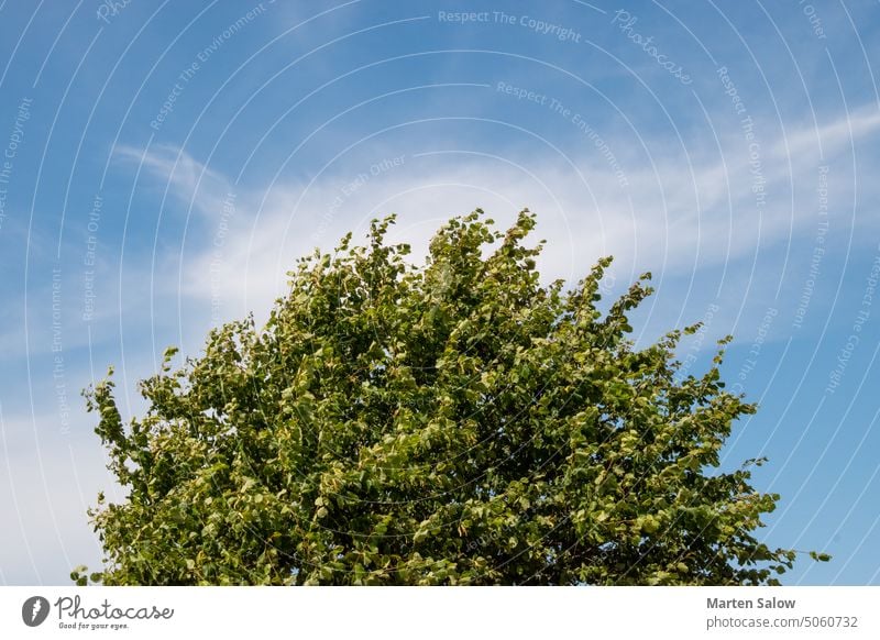 grüner Baum vor blauem und bewölktem Himmel Bäume Ast Wolken Tag Umwelt Feld Laubwerk Wald Garten Gras Landschaft Blatt Blätter Wiese natürlich im Freien Park