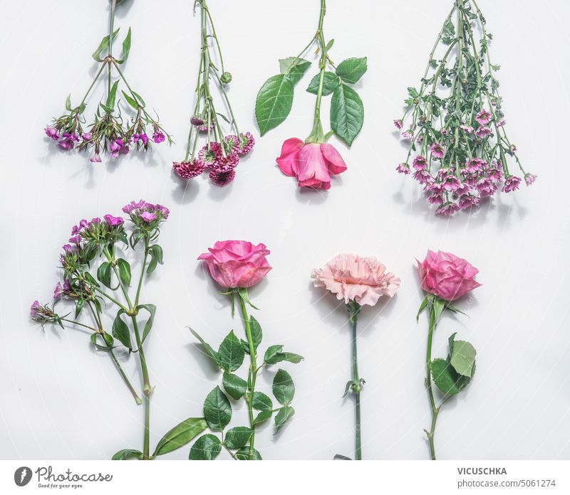 Verschiedene rosa Blumen auf weißem Hintergrund, Ansicht von oben verschiedene weißer Hintergrund Draufsicht Objekte Sommer Frühling Muttertag Chrysantheme