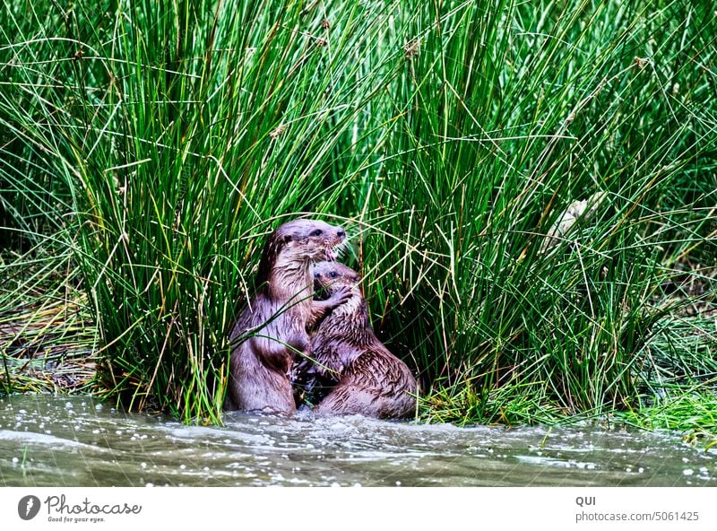 Warte mal kurz.... Fischotterpärchen am Uferrand Otter Tiere Pärchen Geste Kommunikation Körpersprache Farbfoto Wildtier niedlich Wasser Fischotterpaar putzig