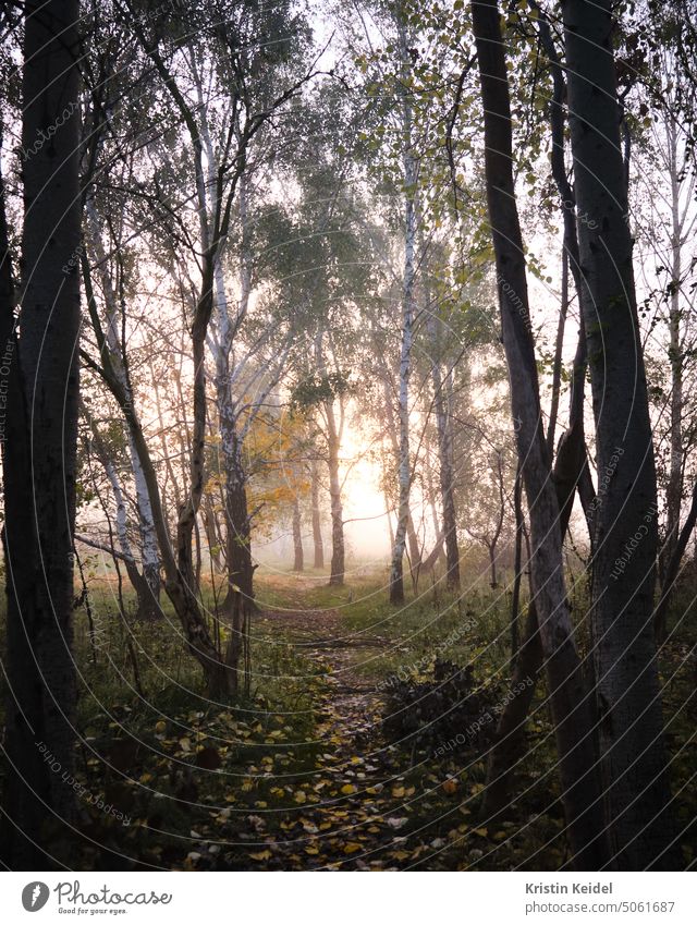 Sonnenaufgang im Wald Morgens Natur Wärme Vitamin D Herbst Sonnenlicht Morgendämmerung Nebel Unwelt Baum Licht Außenaufnahme Morgen ruhig