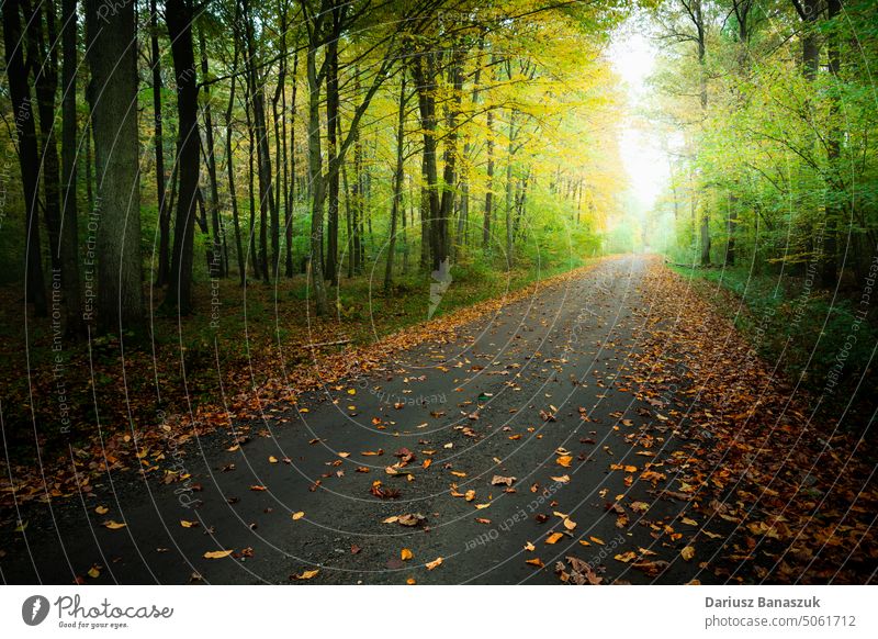 Gefallene Blätter auf der Straße im Wald Blatt Baum Holz Natur Herbst Saison Laubwerk Landschaft im Freien gelb Weg Umwelt hell natürlich Sonnenlicht malerisch