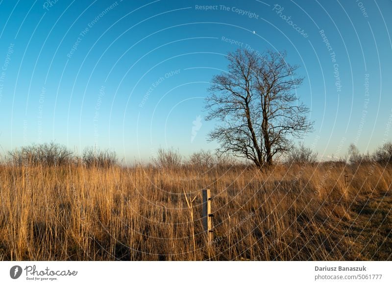 Ein großer Baum ohne Blätter und eine trockene Wiese Gras Natur Himmel trocknen blau Saison Umwelt Landschaft Holz ländlich Feld Blatt im Freien Pflanze