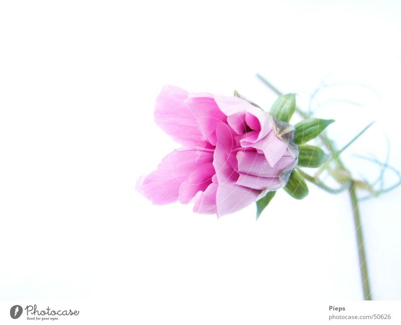 Rosa Cosmeablüte (2) Sommer Natur Pflanze Blume Blüte Blühend frisch rosa weiß Vergänglichkeit zierlich Entwicklung Blütenknospen flower Wachstum Farbfoto