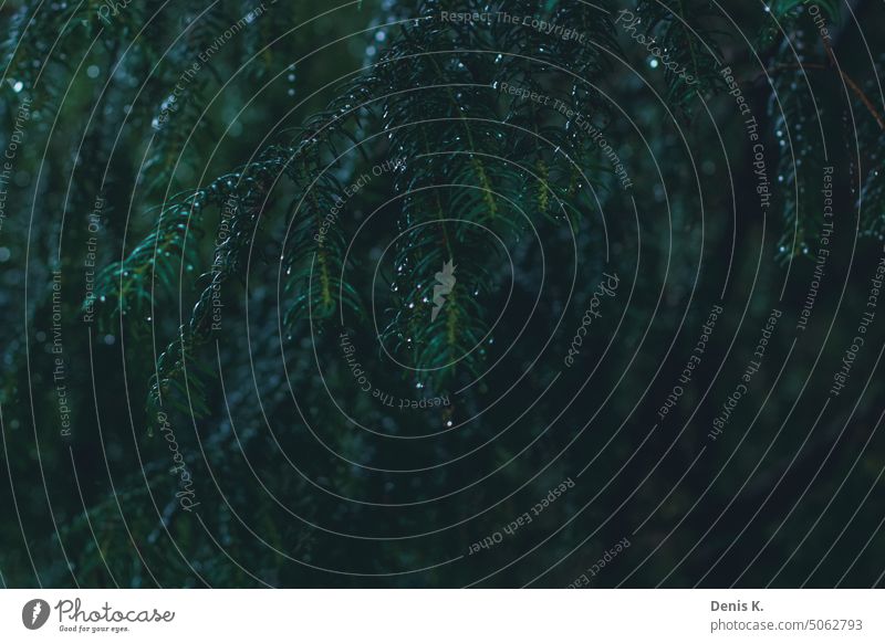 Nahaufnahme von Tannenzweige Baum Natur Nadelbaum Tannennadel grün Umwelt Wald Zweig Unschärfe Farbfoto Ast Außenaufnahme Nadelwald Tag Regen Tropfen