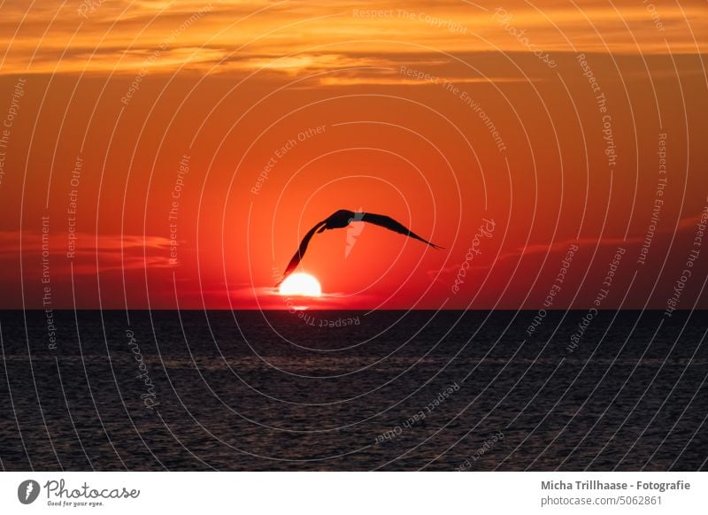 Sonnenuntergang über dem Meer Abendrot Morgenrot Sonnenaufgang Mittelmeer Kroatien Istrien Kap Kamenjak Wasser Himmel Möwe Vogel Wolken Sonnenschein Natur