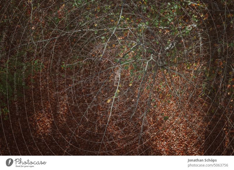 Waldboden Draufsicht im Herbst Laub Vogelperspektive Schatten Sonnig Äste braun Natur Menschenleer Baum Außenaufnahme Pflanze Umwelt Blätter Blatt herbstlich