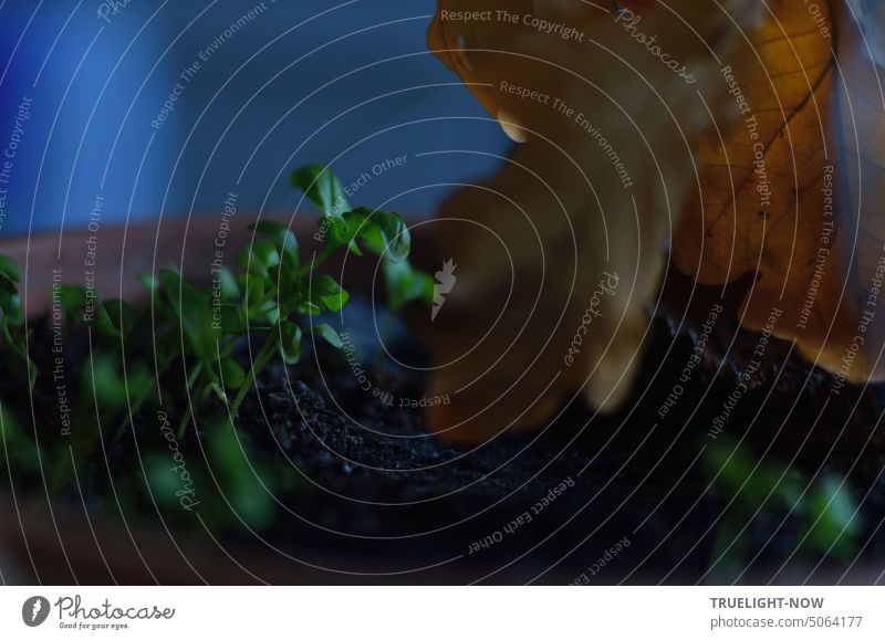 Kleine Basilikum Pflanze und vertrocknetes Eichenblatt am 21. Dezember: die längste Nacht , der kürzeste Tag des Jahres Wintersonnenwende Jungpflanze Blumentopf