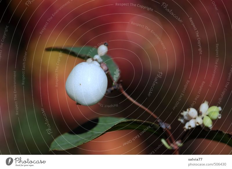 Schneebeere Umwelt Natur Pflanze Herbst Sträucher Blatt Wildpflanze Garten Park Feld rund mehrfarbig gelb grün rot weiß ruhig Stimmung herbstlich Frucht Beere