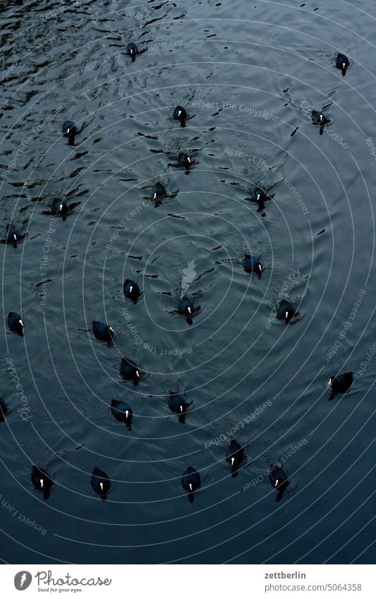 Blässhühner aus der Vogelperspektive vogel wasservogel ente huhn blässhuhn blesshuhn schar vogelschar familie sippe gruppe schwimmen wasseroberfläche see teich