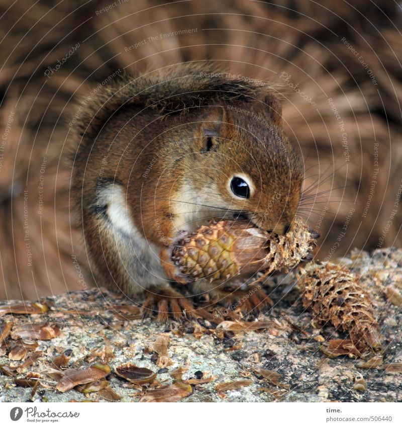 Leckeres | Die längste Praline der Welt Umwelt Natur Wald Tier Wildtier Tiergesicht Eichhörnchen 1 beobachten berühren festhalten Fressen hocken