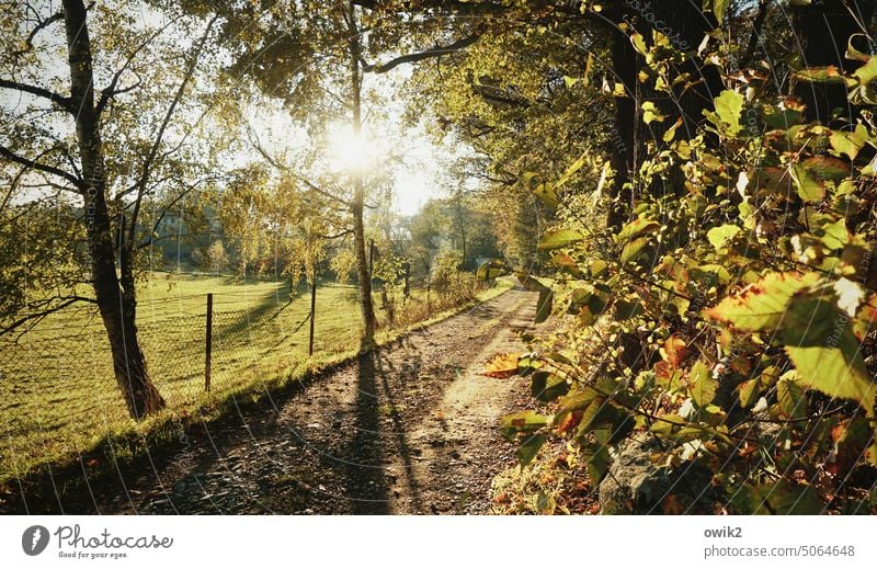 Sackgasse Laub Zweige u. Äste Herbst Natur Umwelt Wandel & Veränderung Vergänglichkeit Wege & Pfade Farbfoto Menschenleer Außenaufnahme Panorama (Aussicht)