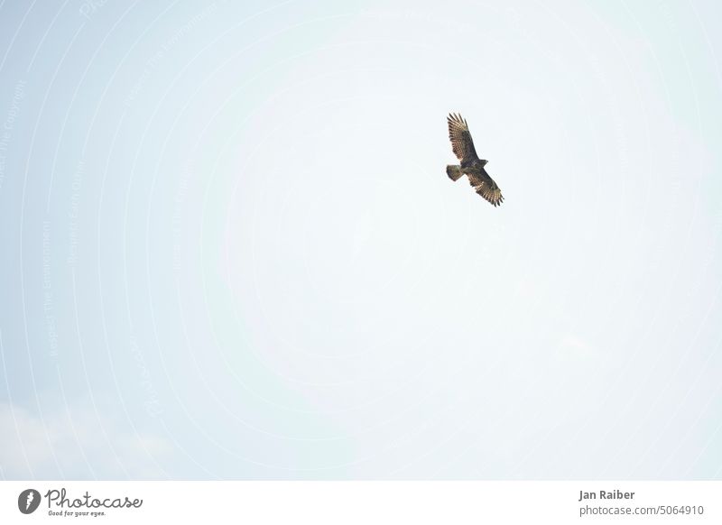 Bussard Vogel segelt gleitet Greifvogel Tier Natur fliegen Flügel Himmel Vogelflug