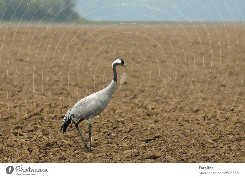 Kranich Umwelt Natur Landschaft Tier Urelemente Erde Sand Herbst Feld Wildtier Vogel 1 nah natürlich braun grau schwarz Farbfoto Gedeckte Farben Außenaufnahme