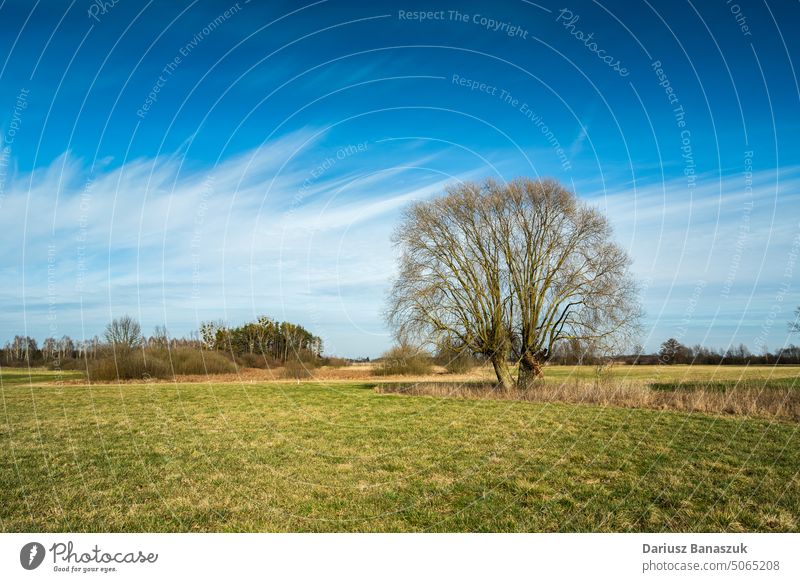 Blick auf eine Wiese mit einem großen Baum und Wolken am Himmel Cloud Gras Natur Landschaft Frühling blau grün Blatt Single Schönheit Feld Saison einsam Umwelt