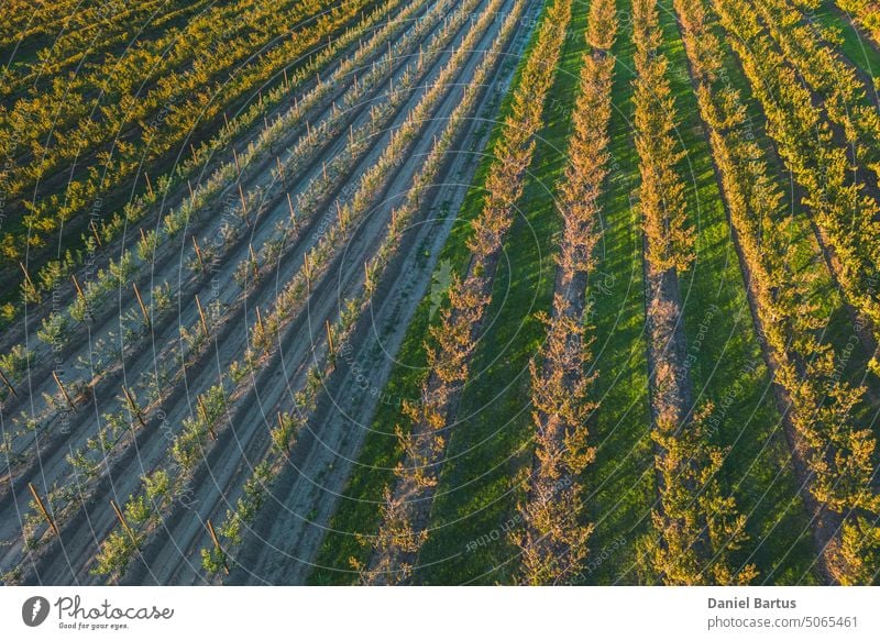 Ein Acker mit Pfirsich- und Apfelbäumen in der Herbstzeit. Apfel- und Pfirsichbäume in den gelben Strahlen der untergehenden Sonne. Sonnenuntergang über einem Ackerland