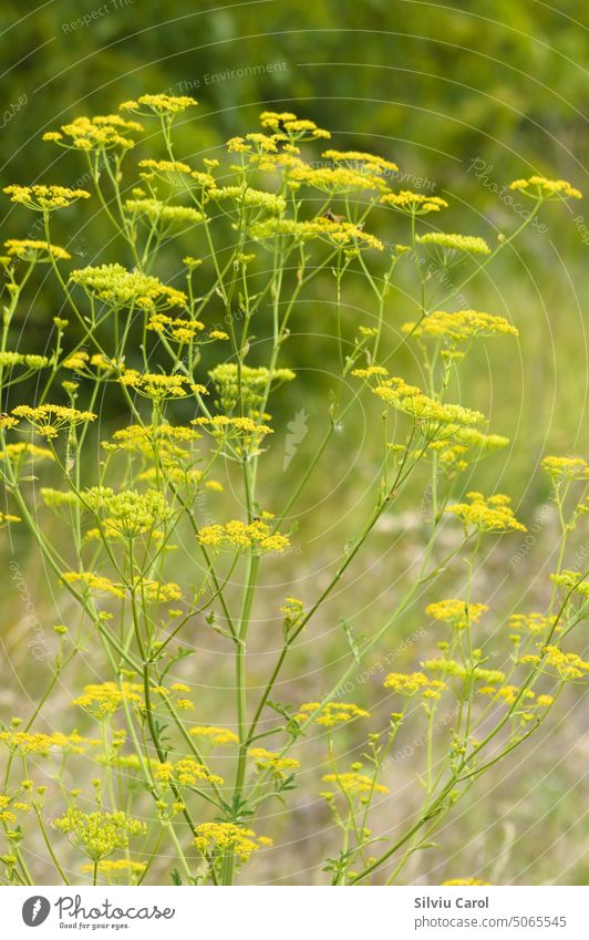 Nahaufnahme von gelben Pastinakenblüten mit selektivem Fokus auf den Vordergund Blüte Natur Ackerbau Pflanze Garten Kraut Gemüse grün Lebensmittel Sativa