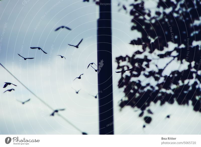 Vögel am Himmel vor  Baum Stadt Taube fliegen grau Schwarm Vogelschwarm Außenaufnahme Farbfoto frei Vogelflug Freiheit graublau träumen Phantasie