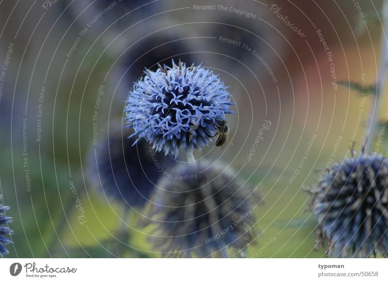 flower and bee Biene Blume Insekt Botanik Staubfäden Honig blau Natur Nektar Makroaufnahme