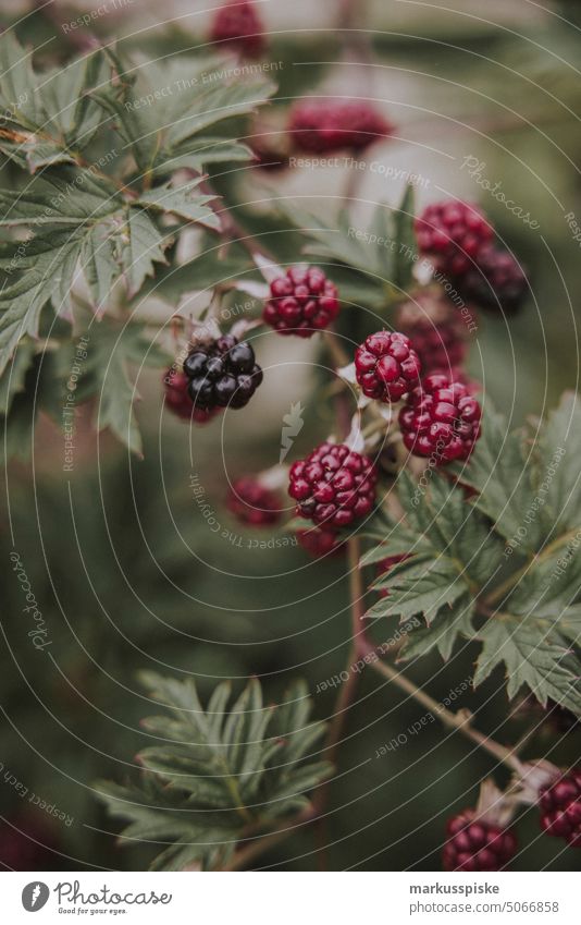 frische Gartenfrüchte Himbeeren Gartengemüse selbstversorgung selbstversorger bio Bioprodukte Biologische Landwirtschaft biologisch permakultur Demeter