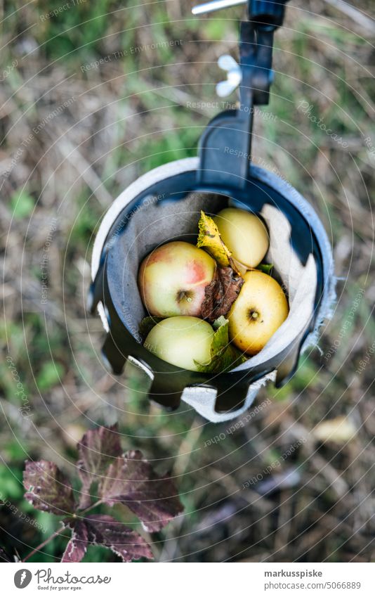 Urban Gardening Apfel Obst Biografie gmo frei Ackerbau biodynamisch Blütezeit züchten Zucht kontrollierte Landwirtschaft Bodenbearbeitung Lebensmittel Früchte