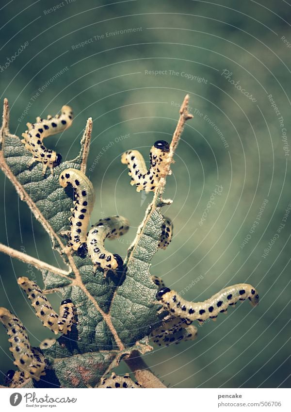 fressgäste Natur Pflanze Sommer Herbst Sträucher Wildpflanze Garten Wurm Tiergruppe rennen gebrauchen Essen Fressen Tanzen Bewegung bizarr Desaster Reichtum