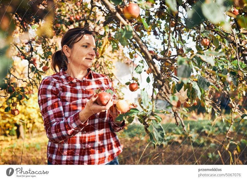 Frau pflückt reife Äpfel auf dem Bauernhof. Landwirt packt Äpfel vom Baum im Obstgarten. Frische gesunde Früchte bereit, auf Herbst-Saison zu pflücken. Erntezeit auf dem Lande