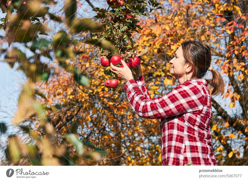 Frau pflückt reife Äpfel auf dem Bauernhof. Landwirt packt Äpfel vom Baum im Obstgarten. Frische gesunde Früchte bereit, auf Herbst-Saison zu pflücken. Erntezeit auf dem Lande