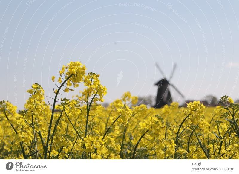 blühender Raps auf einem Feld, im Hintergrund eine Windmühle vor blauem Himmel Rapsblüte Rapsfeld wachsen Frühling schönes Wetter Nutzpflanze Landschaft