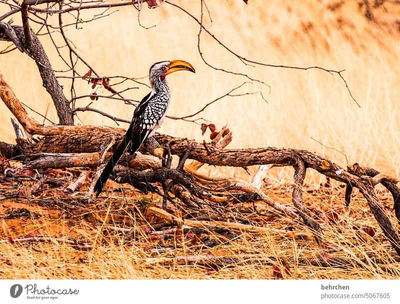 schnabeltier Hornbill gelbschnabeltoko beeindruckend Nashornvögel Schnabel Vogel etosha national park Etosha Etoscha-Pfanne Wildtier fantastisch außergewöhnlich