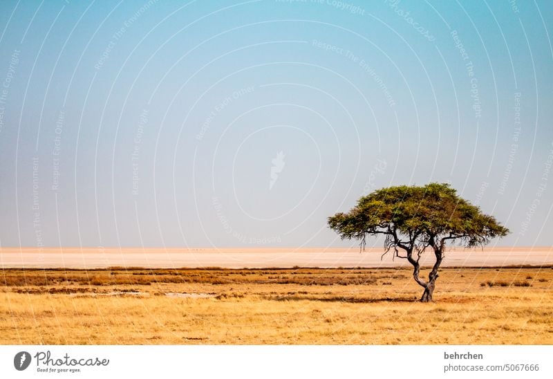 überlebenskünstler Salzpfanne Himmel Wärme besonders beeindruckend Abenteuer Freiheit Ferien & Urlaub & Reisen Landschaft Natur weite Sand Afrika Farbfoto