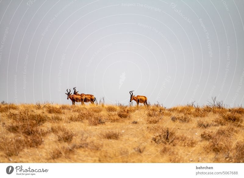 kühe hartebeest Antilopen kuhantilope Himmel Savanne Trockenheit Landschaft Ferien & Urlaub & Reisen Freiheit Natur besonders Abenteuer beeindruckend Tierliebe