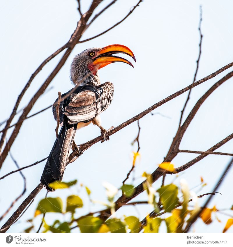 zazu Tierliebe Tierschutz besonders Natur Freiheit Abenteuer Farbfoto reisen Fernweh Ferne Afrika Safari Namibia Wildnis wild frei Tierporträt außergewöhnlich