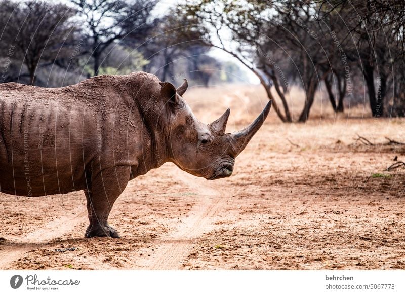 kraft Tierporträt Menschenleer Nahaufnahme Außenaufnahme Farbfoto Respekt gefährlich maskulin Horn Tierschutz Fernweh beeindruckend Safari schwer Mut Kraft