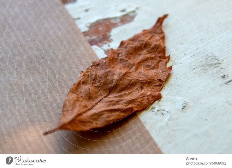 draußen vergessen Blatt Herbst braun Vergänglichkeit liegen Traurigkeit Abschied Holz alt trist Herbstfärbung Trauer Herbstlaub herbstlich Tisch Gartentisch