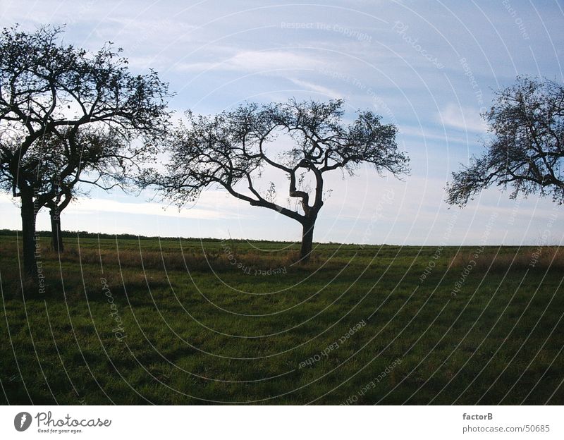 Apfelbaum im Herbst Baum Wiese Eifel Natur Himmel Landschaft Spaziergang