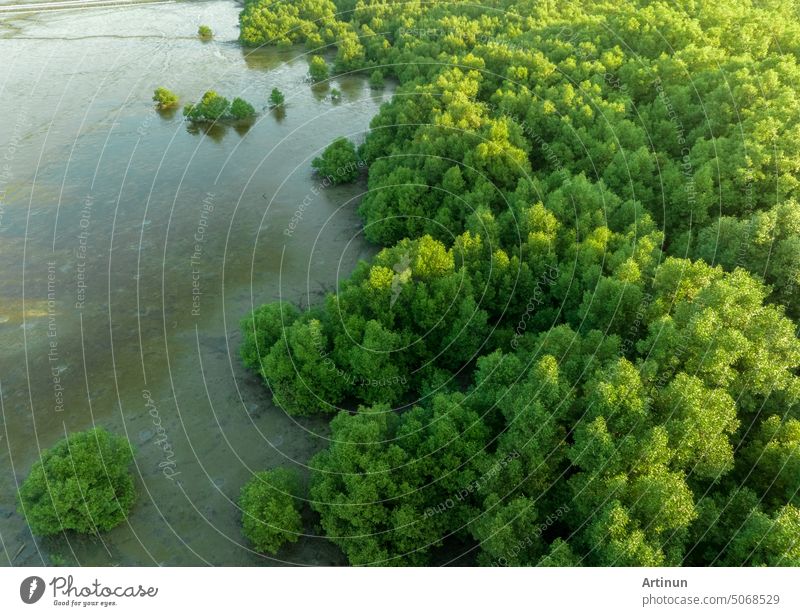 Grüner Mangrovenwald mit Morgensonne. Mangroven-Ökosystem. Natürliche Kohlenstoffsenken. Mangroven binden CO2 aus der Atmosphäre. Blaue Kohlenstoff-Ökosysteme. Mangroven absorbieren Kohlendioxid-Emissionen.