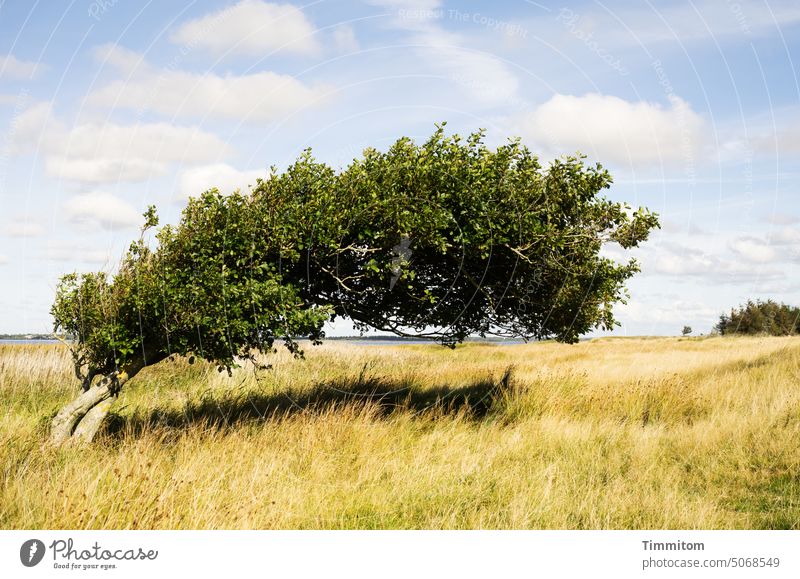 Es ist nicht leicht die Balance zu halten Baum Windflüchter Wiese Gras Gebüsch Natur flach Insel Fjord Wasser Himmel Wolken Horizont Schatten Schönes Wetter