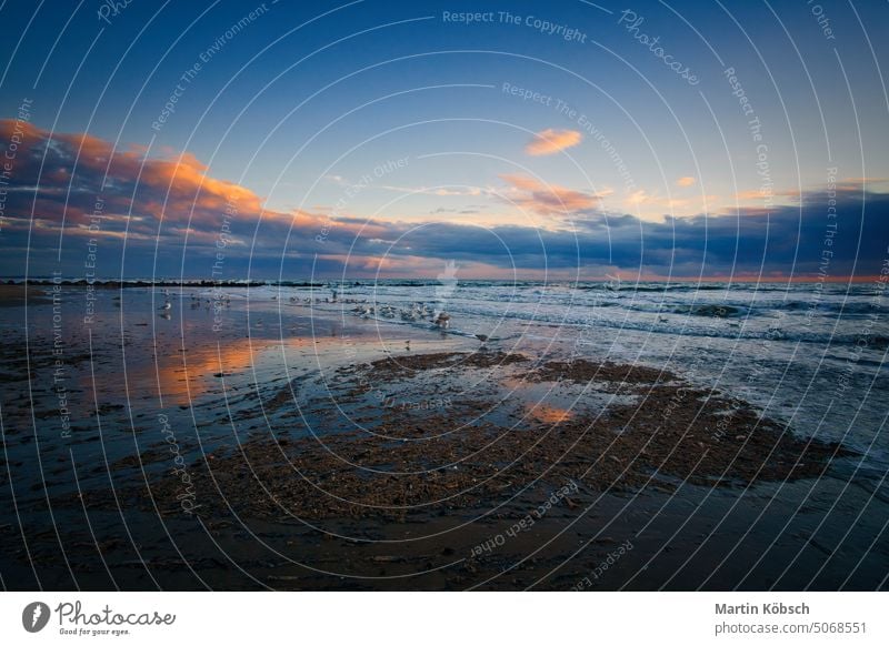 Sonnenuntergang am Strand in Dänemark. Muscheln im Vordergrund. Spaziergang an der Küste baltisch schön Blåvand MEER Landschaftsidylle Meer Nationalpark blau